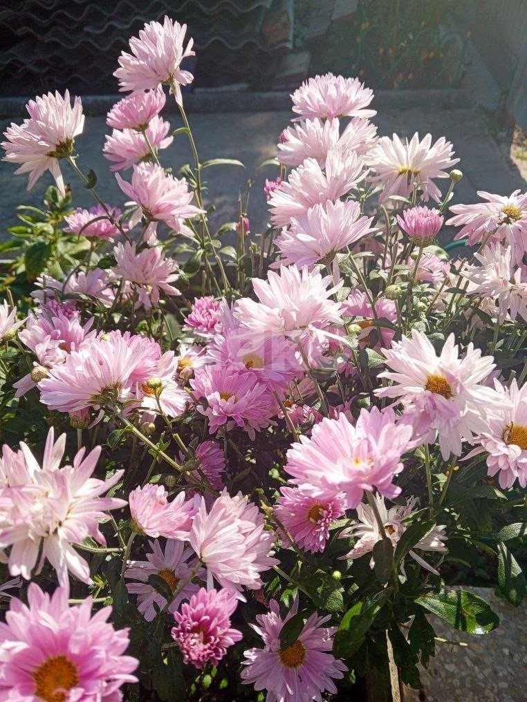 Фото №21: Часть дома 45 м² + 3.5 сот. - Воскресенск, мкр. Центральный, ул. Химиков, 7