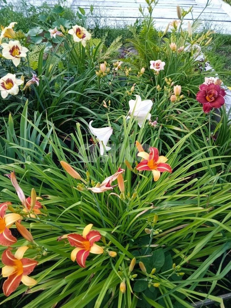 Фото №26: Часть дома 45 м² + 3.5 сот. - Воскресенск, мкр. Центральный, ул. Химиков, 7