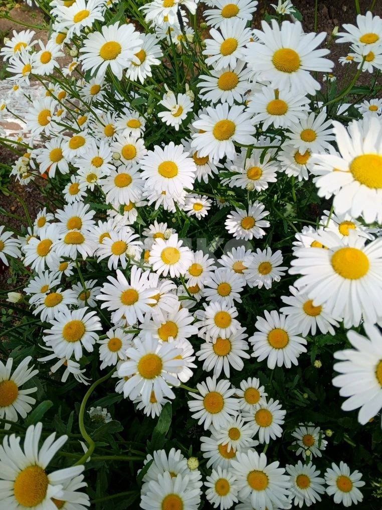 Фото №22: Часть дома 45 м² + 3.5 сот. - Воскресенск, мкр. Центральный, ул. Химиков, 7