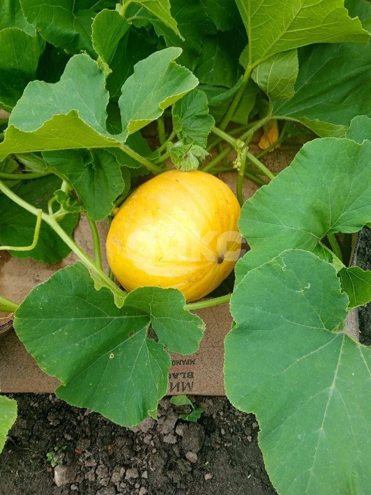 Фото №25: Часть дома 45 м² + 3.5 сот. - Воскресенск, мкр. Центральный, ул. Химиков, 7